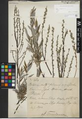Foto von Salix repens subsp. rosmarinifolia (L.) Andersson